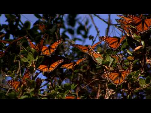 Monarch Butterflies Migration - from BlueMarvel.com