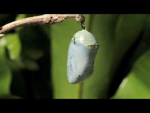 Monarch butterfly emerging time lapse.