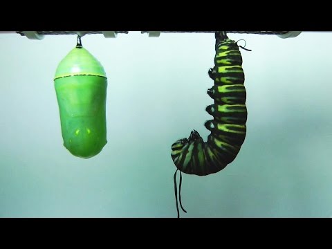 Monarch Butterfly Metamorphosis time-lapse FYV 1080 HD