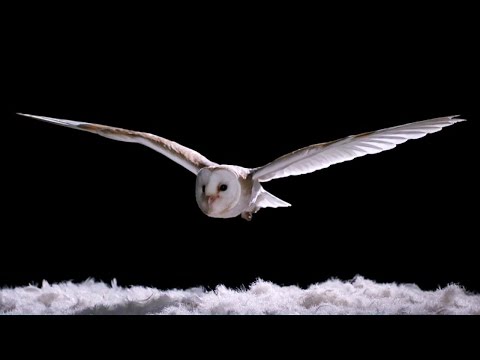 Experiment! How Does An Owl Fly So Silently? - Super Powered Owls - BBC