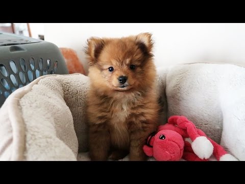 I GOT A PUPPY! "CINCO" (Baby Pomeranian)