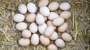 Fresh farm eggs in a bed of yellow hay Generic photo of eggs.