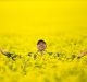 Colin Falls, a farmer from the plains north of Bendigo, standing in his bumper canola crop this week. Farmers are ...