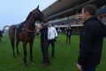 Trainer Chris Waller with Winx after a trackwork session at Rosehill Racecourse earlier this year.