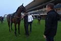 Ticking over beautifully: Trainer Chris Waller (right) and jockey Hugh Bowman (white jacket) after Winx had her final ...