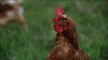 Pastured Eggs