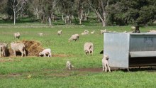 Non mulesed sheep and their lambs