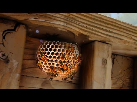 Relocating A Wasp Nest