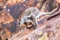 A rock wallaby spotted in the colony in the cliff range. 