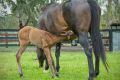 Nature and nurture: The Snitzel filly stays close to mum.