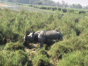 File - Greater One-horned Rhino in Dudhwa National Park, India.