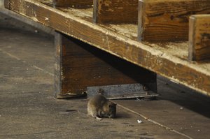 File - A rat is seen on the side of the street in Manhattan, New York. A 2014 study estimated there were approximately 2 million rats in New York.