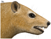 Ocepeia head restoration PLoS ONE.png