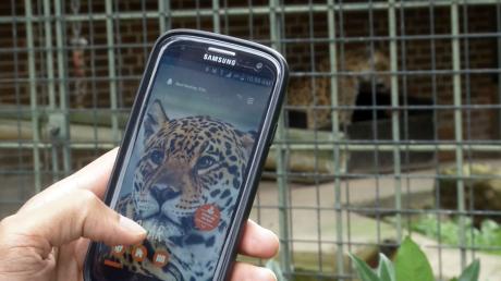 Per Klick gibt es alle Infos rund um den Jaguar im Berliner Zoo.