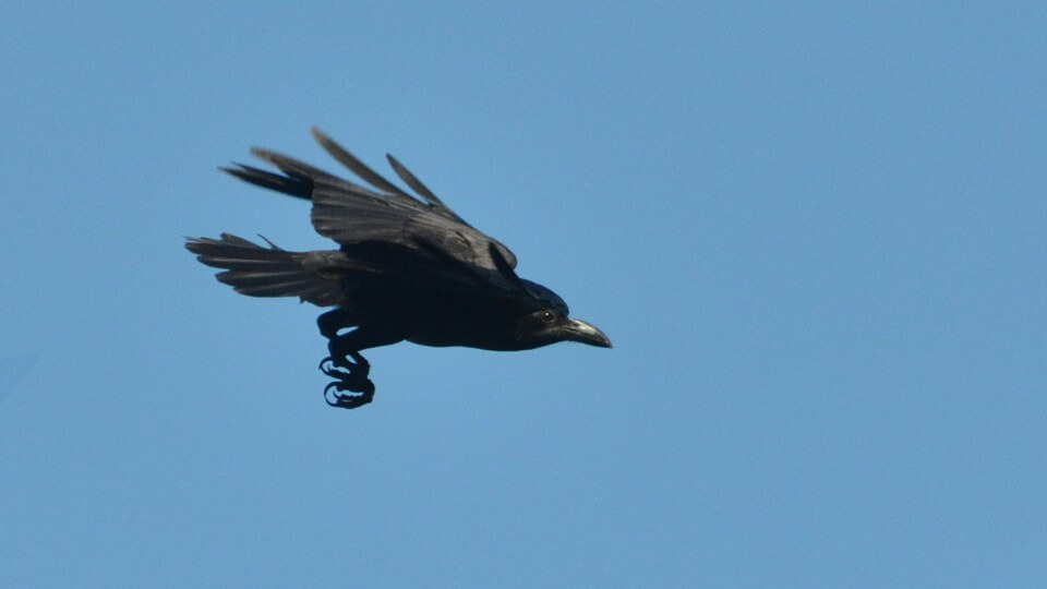 Corvus_enca_celebensis_-_Warembungan_big