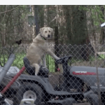 Serious Tornado Newscast Interrupted by the Sight of a Dog Sitting Upright on a Lawn Mower