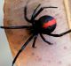 A redback spider.