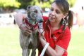 Buffy Ashley of 'Grey Hounds New Beginnings' sits with Dakota during the RSPCA Big Adopt Out at the RNA Showgrounds.