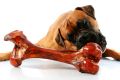 British and Australian vets diverge on whether to give dogs raw bones. 