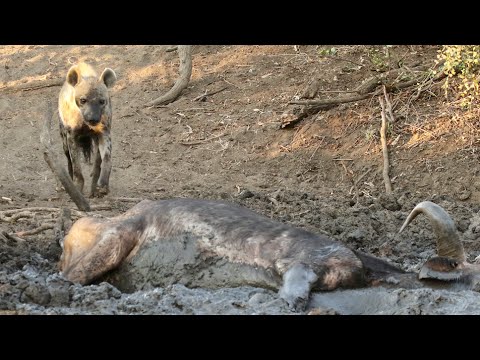 Hyena Finds Buffalo Alive & Stuck in Mud - Graphic -