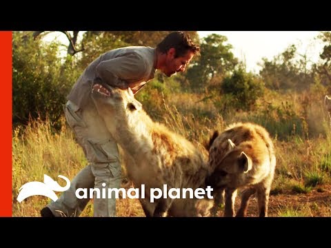 The Man Who Tickles and Plays with Hyenas