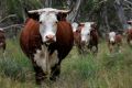 China's beef consumption will increase 3.4 per cent to 7.59 million tons, exceeding production of 6.79 million tons, the ...