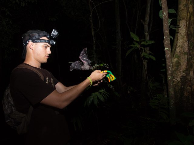 Frog Hunting Bats Overcome Human Noise In Search of Prey