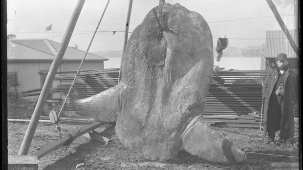 A southern ocean sunfish, Mola ramsayi, caught in Darling Harbour on December 12, 1882.