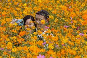 A couple takes pictures in the middle of a cosmos field at Olympic Park in Seoul, South Korea, Wednesday, Sept. 21, ...