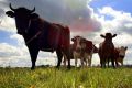 WA's beef exports to China could by worth $1 billion by 2030.