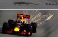 Bizarre sighting: The lizard scampered across the track after Verstappen passed it