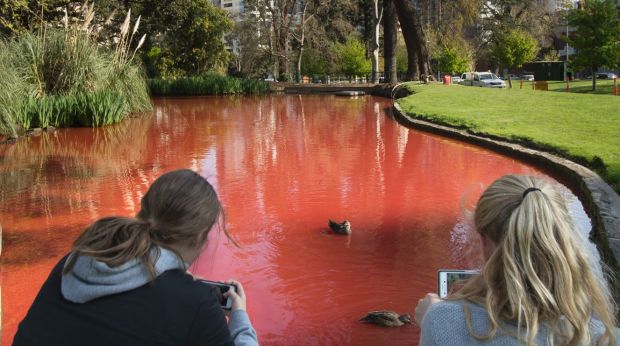 Ducks seem unconcerned by the red colouring.