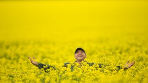 Colin Falls is a farmer from the plains north of Bendigo. He has a cracking crop of canola, which is now in full flower, ...