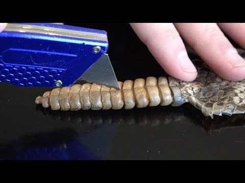 What's inside a Rattlesnake Rattle?