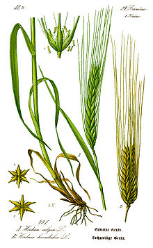 Illustration Hordeum vulgare0B.jpg