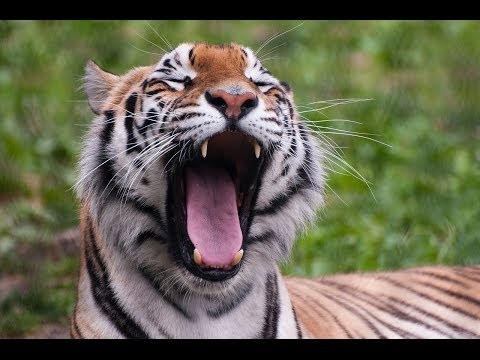 ► Swamp Tigers - Rare footage of the royal Bengal (Sky Vision Documentary)