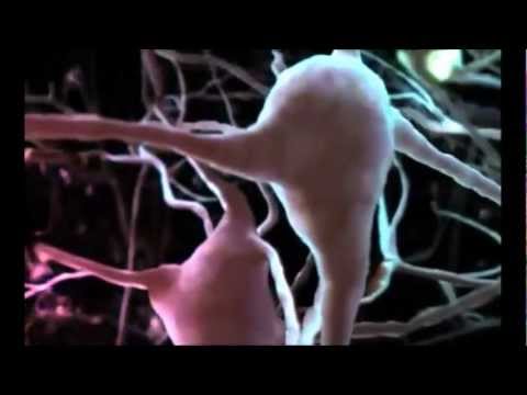 Human Nervous system.mp4