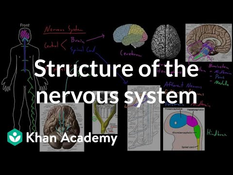 Structure of the nervous system