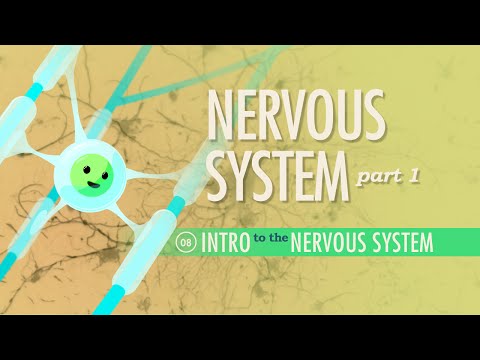 The Nervous System, Part 1: Crash Course A&P #8