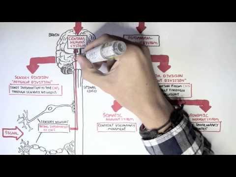 Neurology - Divisions of the Nervous System