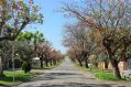 The RESIDE project factored street trees into its analysis. 