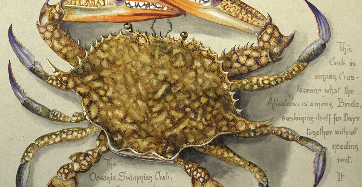 A watercolour showing a flower crab 