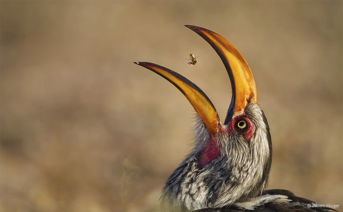 Termite tossing © Willem Kruger