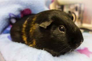 Guinea pig - Paul Taberner / EyeEm EyeEm/ Getty Images