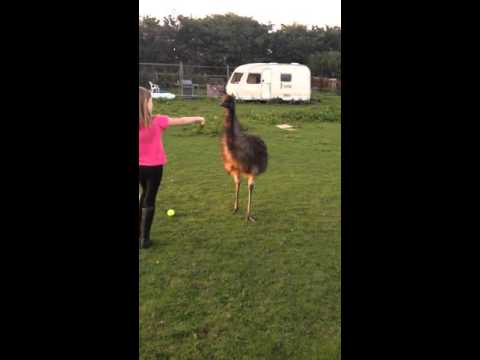 Pet Emu Playing Fetch