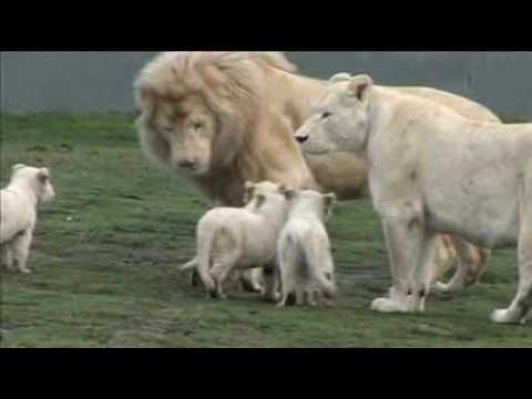 White Lion Cubs birth part 2 - starting to eat.