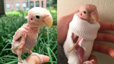 Rhea, who also goes by the name ‘naked birdie’, has captured the hearts of thousands of people on social media. The two-year-old lovebird suffers from psittacine beak and feather disease (PBFD) which renders her unable to grow feathers and fly. (Photo: Instagram/@rhea_thenakedbirdie)