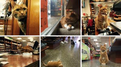 A hardworking ginger cat has been working in a store in New York for the last nine years without ever taking a day off.  The 9-year-old Bobo was brought into the store in Chinatown, New York, as a kitten by an employee as he had nowhere to live. (Photo: Instagram/ @tabby_bobo)