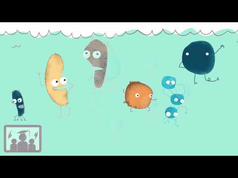 Eutrophication | Ecology and Environment | Fuse School