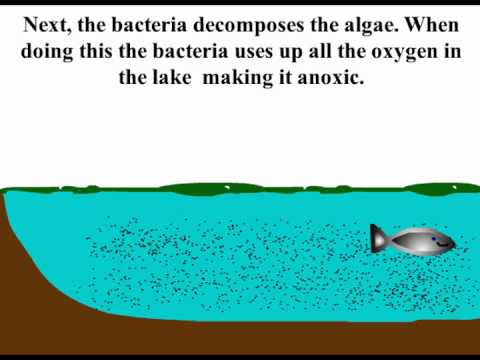 Eutrophication Animation